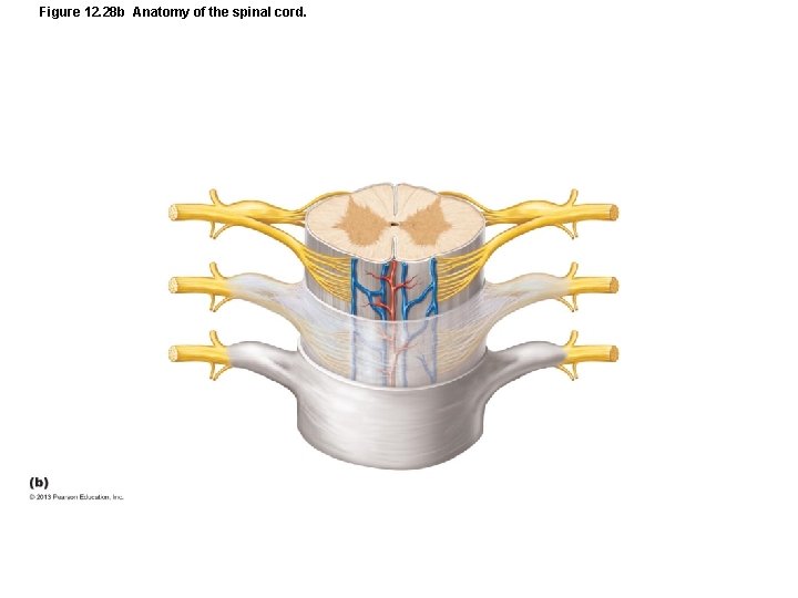 Figure 12. 28 b Anatomy of the spinal cord. 