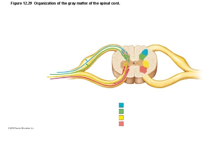 Figure 12. 29 Organization of the gray matter of the spinal cord. 