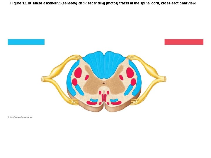 Figure 12. 30 Major ascending (sensory) and descending (motor) tracts of the spinal cord,