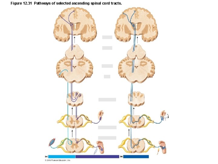 Figure 12. 31 Pathways of selected ascending spinal cord tracts. 