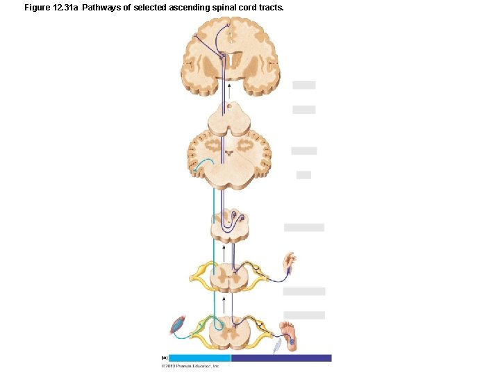 Figure 12. 31 a Pathways of selected ascending spinal cord tracts. 