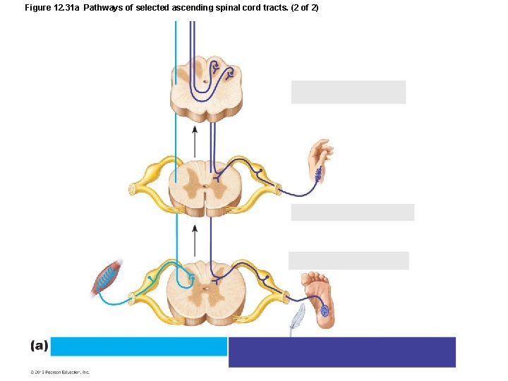 Figure 12. 31 a Pathways of selected ascending spinal cord tracts. (2 of 2)