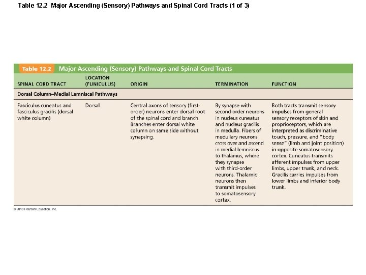Table 12. 2 Major Ascending (Sensory) Pathways and Spinal Cord Tracts (1 of 3)