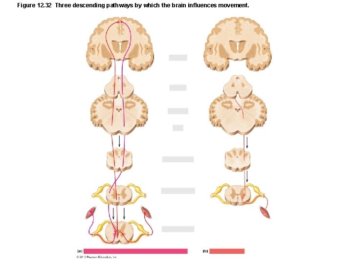 Figure 12. 32 Three descending pathways by which the brain influences movement. 