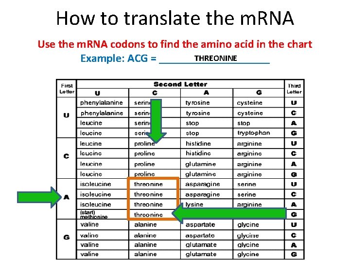 How to translate the m. RNA Use the m. RNA codons to find the