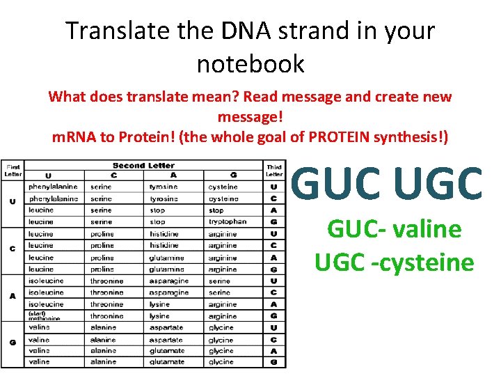 Translate the DNA strand in your notebook What does translate mean? Read message and