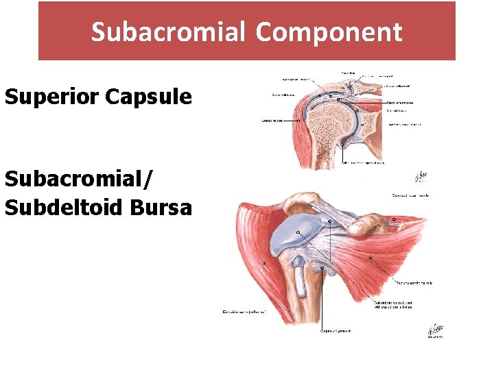 Subacromial Component Superior Capsule Subacromial/ Subdeltoid Bursa 