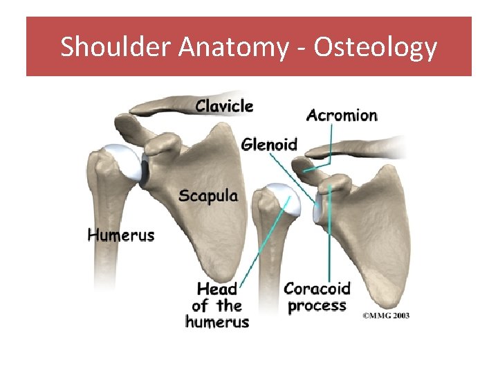 Shoulder Anatomy - Osteology 