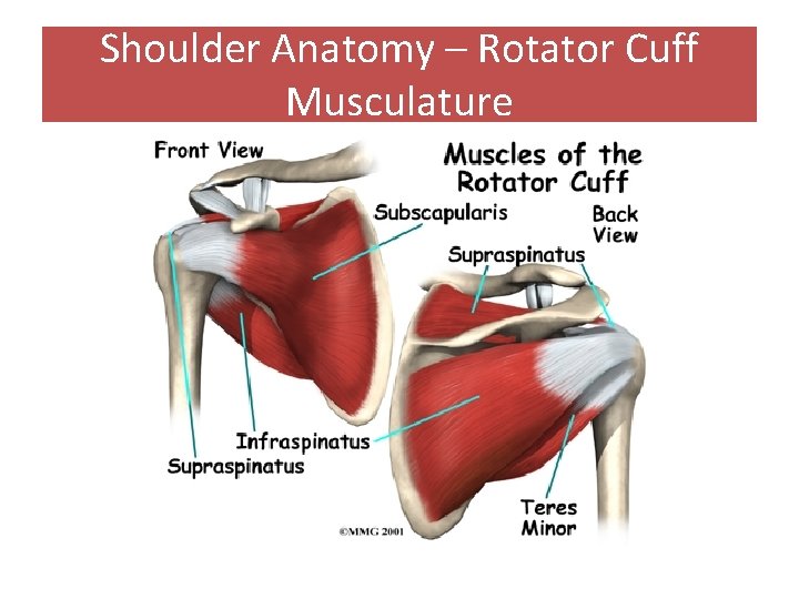 Shoulder Anatomy – Rotator Cuff Musculature 