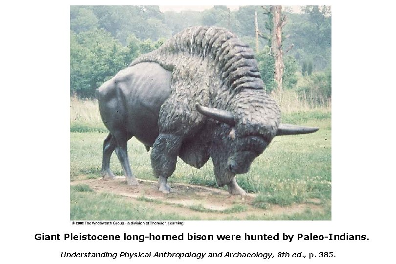 Giant Pleistocene long-horned bison were hunted by Paleo-Indians. Understanding Physical Anthropology and Archaeology, 8