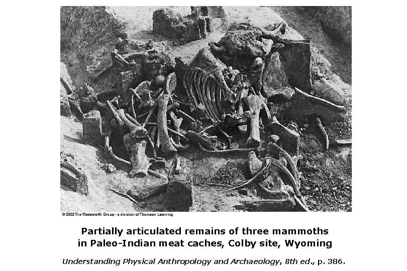 Partially articulated remains of three mammoths in Paleo-Indian meat caches, Colby site, Wyoming Understanding