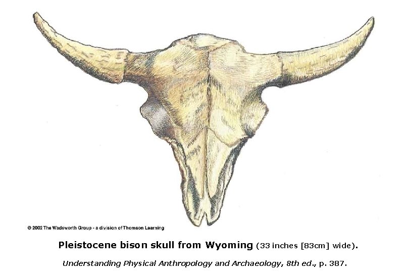 Pleistocene bison skull from Wyoming (33 inches [83 cm] wide). Understanding Physical Anthropology and