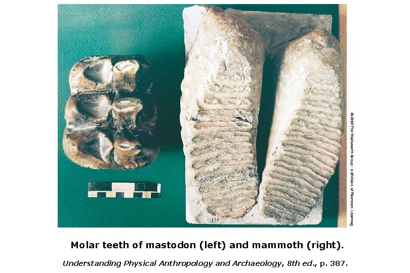 Molar teeth of mastodon (left) and mammoth (right). Understanding Physical Anthropology and Archaeology, 8