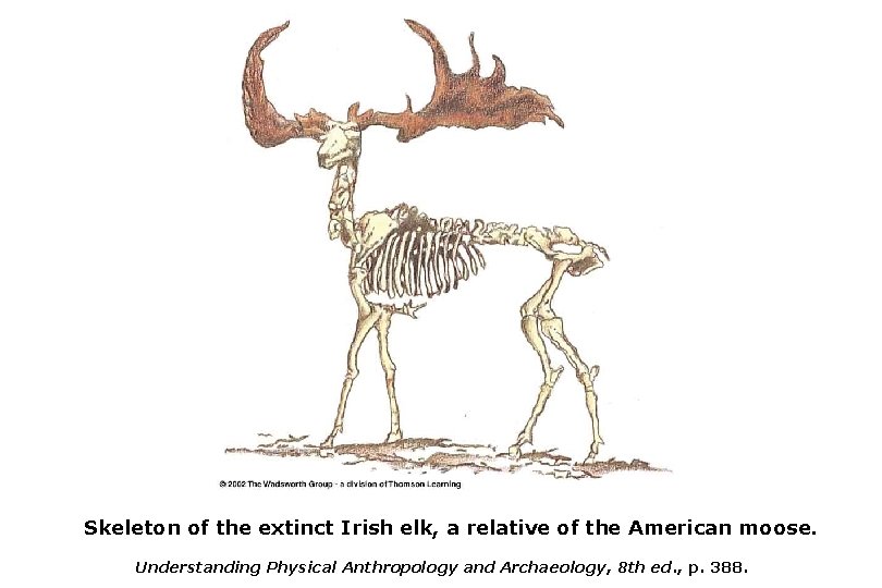 Skeleton of the extinct Irish elk, a relative of the American moose. Understanding Physical