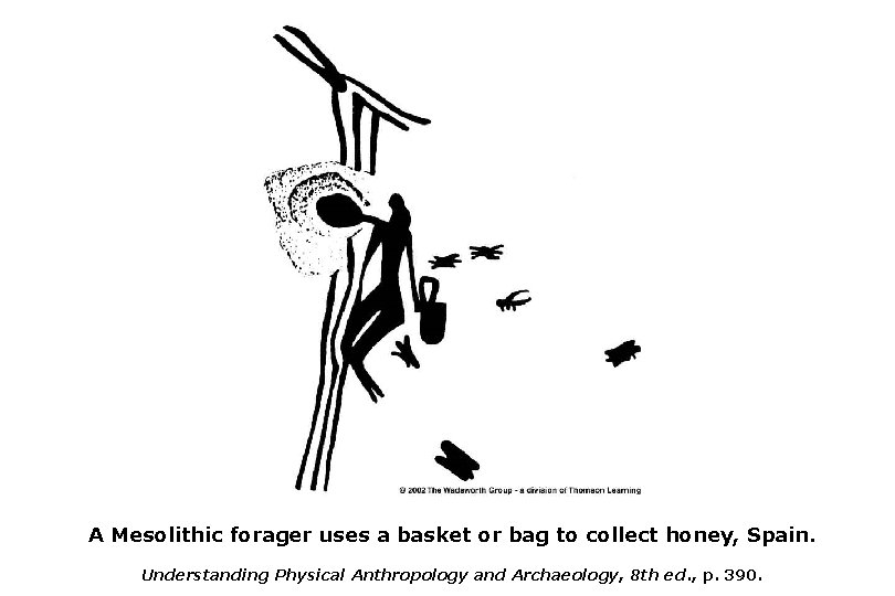 A Mesolithic forager uses a basket or bag to collect honey, Spain. Understanding Physical