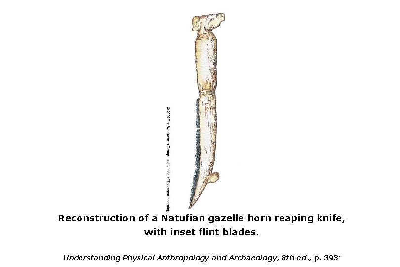Reconstruction of a Natufian gazelle horn reaping knife, with inset flint blades. Understanding Physical