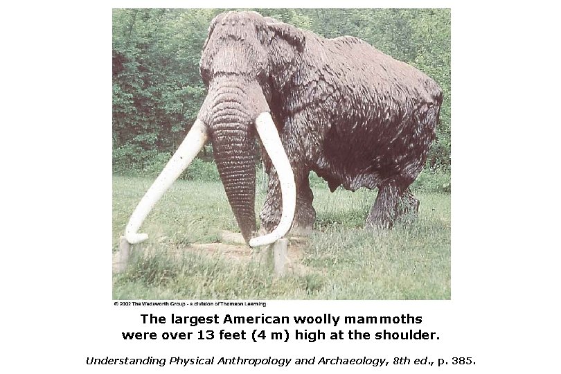 The largest American woolly mammoths were over 13 feet (4 m) high at the