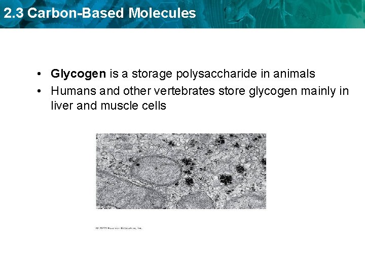 2. 3 Carbon-Based Molecules • Glycogen is a storage polysaccharide in animals • Humans