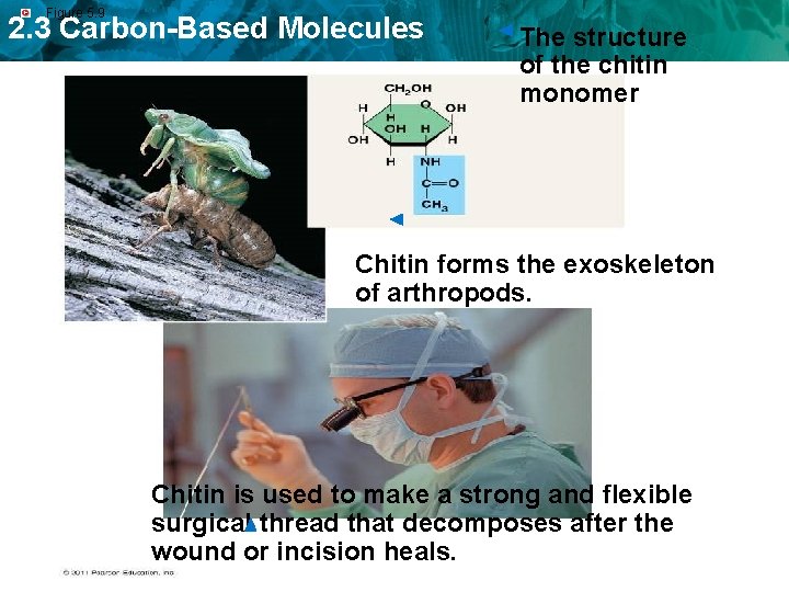 Figure 5. 9 2. 3 Carbon-Based Molecules The structure of the chitin monomer Chitin