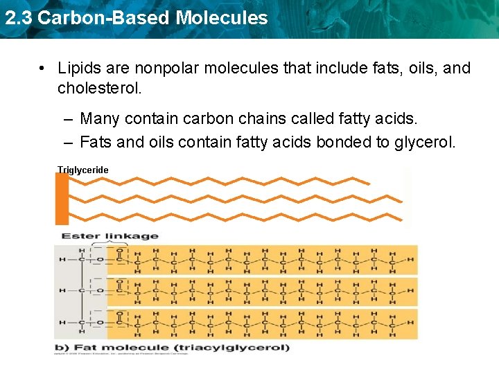 2. 3 Carbon-Based Molecules • Lipids are nonpolar molecules that include fats, oils, and