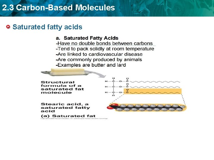 2. 3 Carbon-Based Molecules Saturated fatty acids 