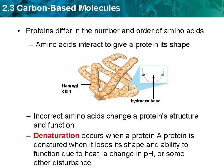 2. 3 Carbon-Based Molecules • Proteins differ in the number and order of amino