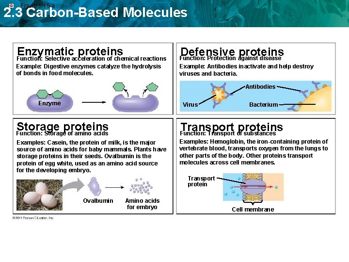 Figure 5. 15 -a 2. 3 Carbon-Based Molecules Enzymatic proteins Function: Selective acceleration of