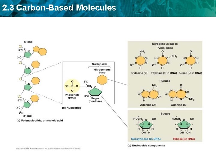 2. 3 Carbon-Based Molecules 