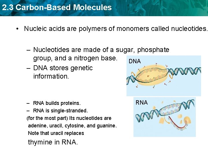 2. 3 Carbon-Based Molecules • Nucleic acids are polymers of monomers called nucleotides. –