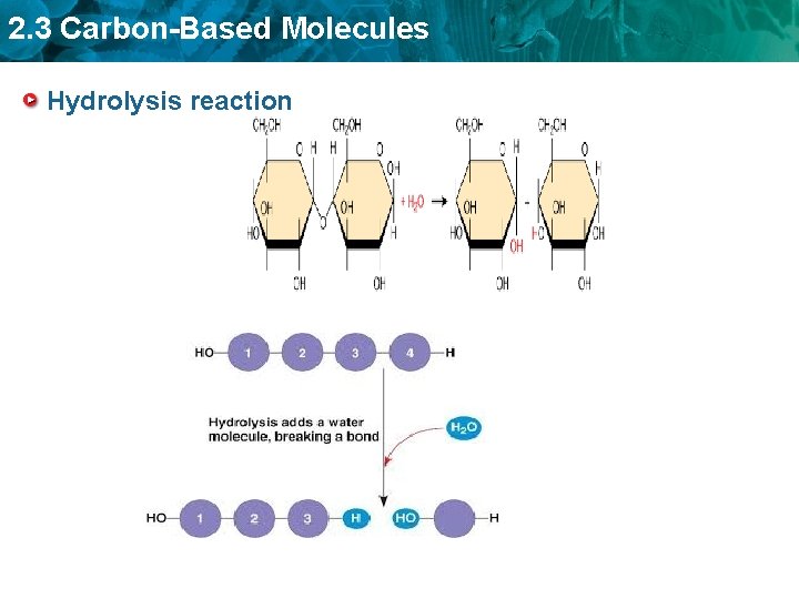 2. 3 Carbon-Based Molecules Hydrolysis reaction 