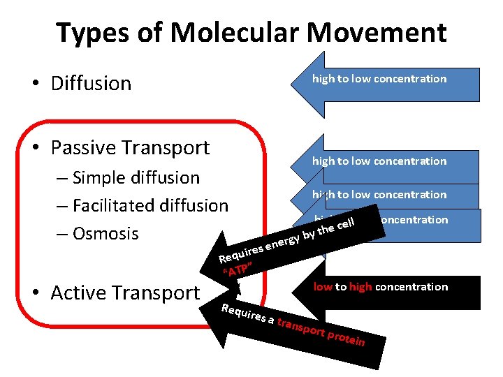 Types of Molecular Movement • Diffusion high to low concentration • Passive Transport high