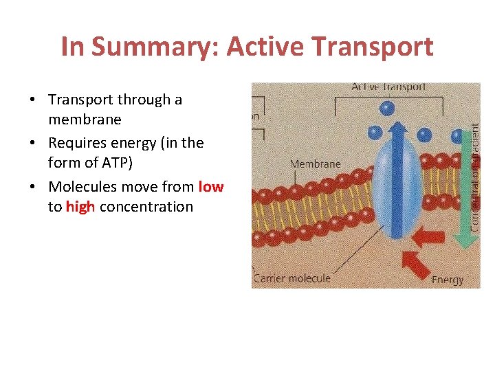 In Summary: Active Transport • Transport through a membrane • Requires energy (in the