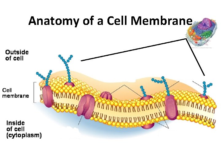 Anatomy of a Cell Membrane 