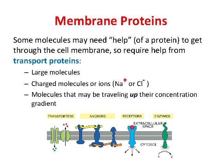Membrane Proteins Some molecules may need “help” (of a protein) to get through the