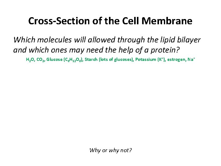 Cross-Section of the Cell Membrane Which molecules will allowed through the lipid bilayer and