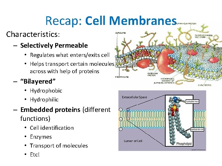 Recap: Cell Membranes Characteristics: – Selectively Permeable • Regulates what enters/exits cell • Helps