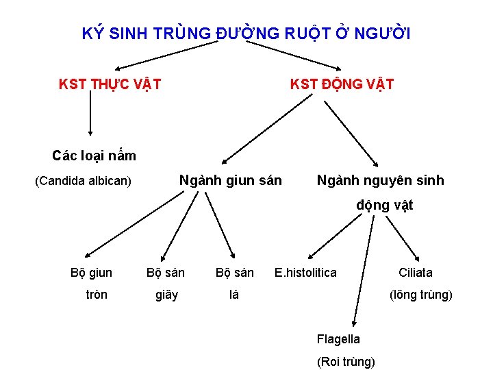 KÝ SINH TRÙNG ĐƯỜNG RUỘT Ở NGƯỜI KST THỰC VẬT KST ĐỘNG VẬT Các