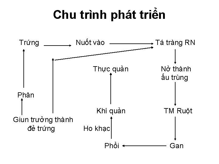 Chu trình phát triển Trứng Nuốt vào Tá tràng RN Thực quản Nở thành