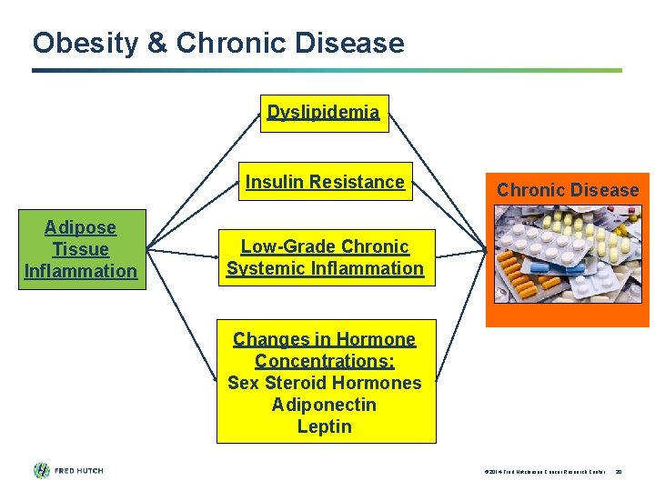 Obesity & Chronic Disease Dyslipidemia Insulin Resistance Adipose Tissue Inflammation Chronic Disease Low-Grade Chronic