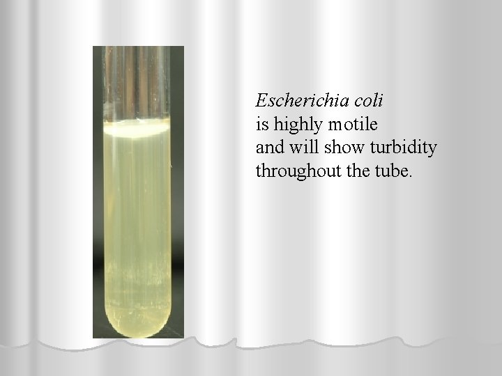 Escherichia coli is highly motile and will show turbidity throughout the tube. 