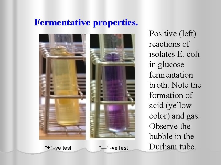 Fermentative properties. “+” -ve test “—” -ve test Positive (left) reactions of isolates E.