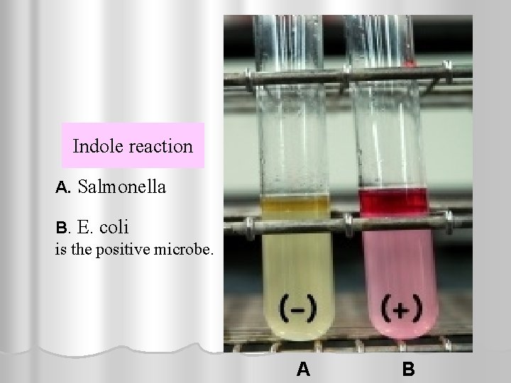 Indole reaction A. Salmonella B. E. coli is the positive microbe. A B 