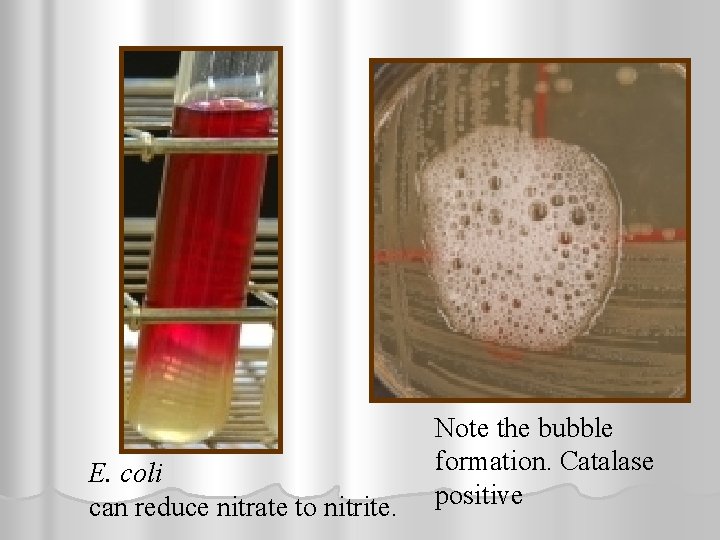 E. coli can reduce nitrate to nitrite. Note the bubble formation. Catalase positive 