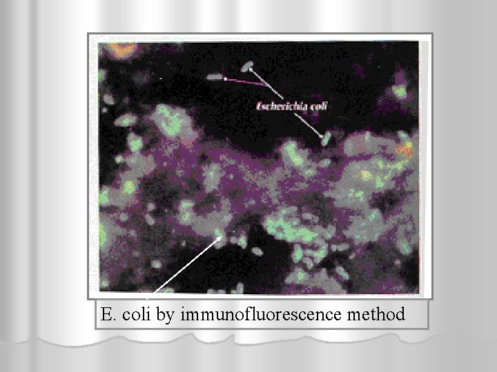 E. coli by immunofluorescence method 