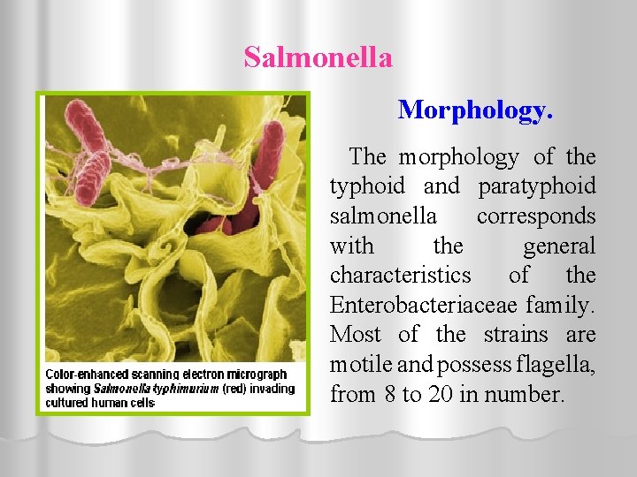 Salmonella Morphology. The morphology of the typhoid and paratyphoid salmonella corresponds with the general