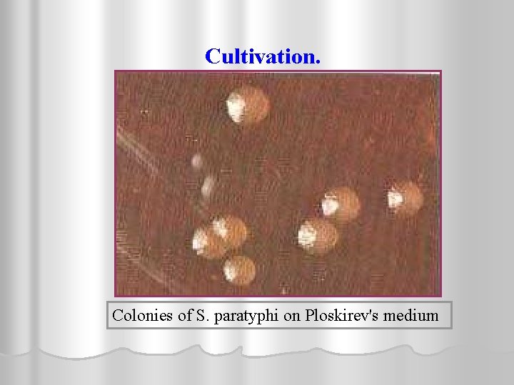 Cultivation. Colonies of S. paratyphi on Ploskirev's medium 