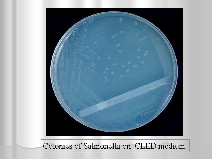 Colonies of Salmonella on CLED medium 