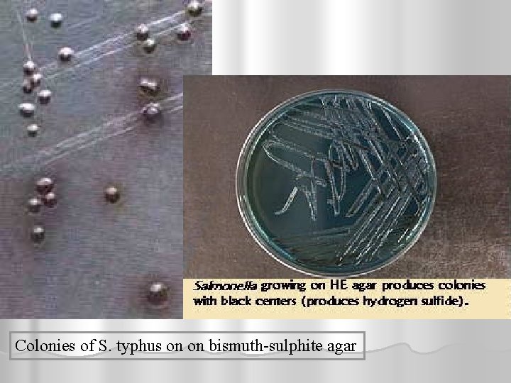 Colonies of S. typhus on on bismuth-sulphite agar 