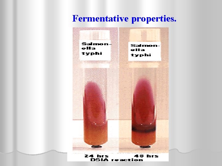 Fermentative properties. 