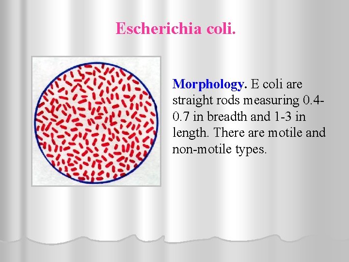 Escherichia coli. Morphology. E coli are straight rods measuring 0. 40. 7 in breadth